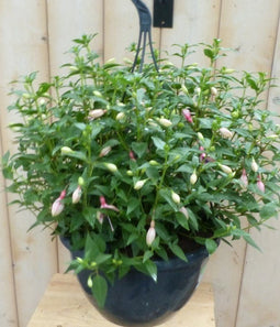 Warentuin Natuurlijk - Fuchsia in hangpot lichtroze