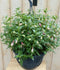 Warentuin Natuurlijk - Fuchsia in hangpot lichtroze