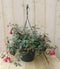 Warentuin Natuurlijk - Fuchsia in hangpot lichtroze
