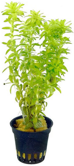 Aquadistri - Eg tonina fluviatilis nr115