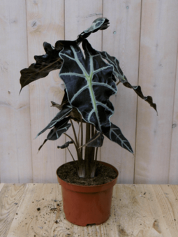 Warentuin Natuurlijk - Kamerplant Olifantsoor polly 50 cm