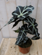 Warentuin Natuurlijk - Kamerplant Olifantsoor polly 50 cm