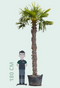 Warentuin Natuurlijk - Chinese waaierpalm 270 cm stamhoogte Trachycarpus Fortunei 370 cm