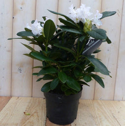 Warentuin natuurlijk - Rododendron 60 cm wit