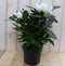Warentuin natuurlijk - Rododendron 60 cm wit