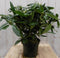 Warentuin natuurlijk - Rododendron 60 cm wit