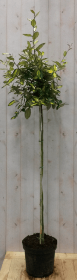 Warentuin Natuurlijk - Elaeagnus Olijfwilg geelbont blad op stam 80 cm dia 40 cm