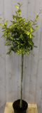 Warentuin Natuurlijk - Elaeagnus Olijfwilg geelbont blad op stam 80 cm dia 40 cm