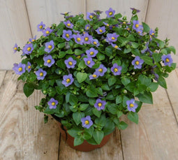 Warentuin natuurlijk - Kamerplant Bitterblad Exacum Affine blauw paars