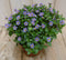 Warentuin natuurlijk - Kamerplant Bitterblad Exacum Affine blauw paars