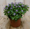 Warentuin natuurlijk - Kamerplant Bitterblad Exacum Affine blauw paars