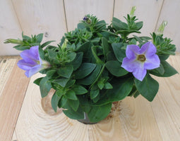 Warentuin Natuurlijk - 3 stuks! Petunia lichtpaars