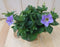 Warentuin Natuurlijk - 3 stuks! Petunia lichtpaars