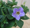 Warentuin Natuurlijk - 3 stuks! Petunia lichtpaars