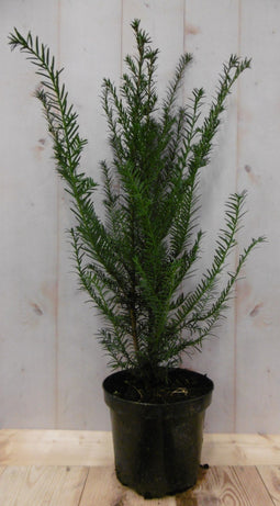 Warentuin Natuurlijk - Taxus 70 cm
