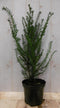 Warentuin Natuurlijk - Taxus 70 cm