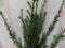 Warentuin Natuurlijk - Taxus 70 cm