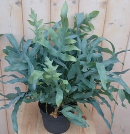 Warentuin Natuurlijk - Kamerplant IJzervaren Phlebodium klein