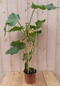 Warentuin natuurlijk - Komkommerplant GROOT