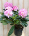 Warentuin natuurlijk - Rododendron 60 cm roze