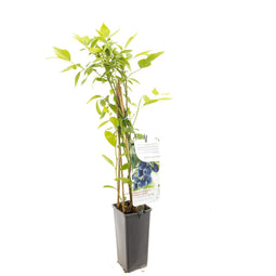 Fruithof - Vaccinium corymbosum Bluecrop