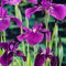 Moerings - Iris kaempferi