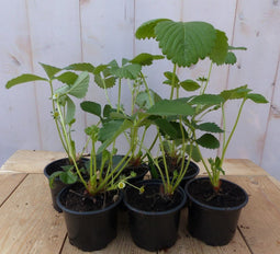 Warentuin Natuurlijk - Zes stuks! Aardbei-plantjes