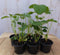 Warentuin Natuurlijk - Zes stuks! Aardbei-plantjes