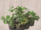 Warentuin Natuurlijk - Zes stuks! Aardbei-plantjes