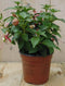 Warentuin Natuurlijk - 3 stuks! Fuchsia licht-roze