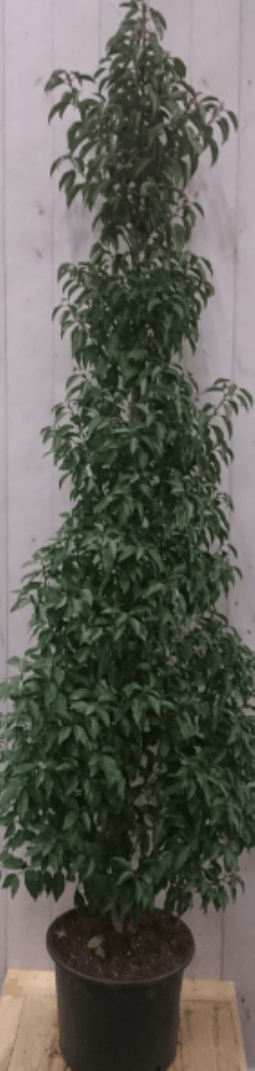 Warentuin Natuurlijk - Prunus Angustifolia 130 cm