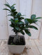 Warentuin Natuurlijk - Kamerplant Bonsai Ficus Microcarpa 30 cm