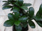 Warentuin Natuurlijk - Kamerplant Bonsai Ficus Microcarpa 30 cm