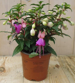 Warentuin Natuurlijk - 3 stuks! Fuchsia donker roze tinten
