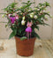 Warentuin Natuurlijk - 3 stuks! Fuchsia donker roze tinten