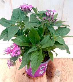 Warentuin Natuurlijk - 3 stuks! Pentas eenjarig roze