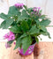 Warentuin Natuurlijk - 3 stuks! Pentas eenjarig roze