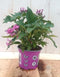 Warentuin Natuurlijk - 3 stuks! Pentas eenjarig roze