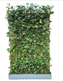 Warentuin Natuurlijk - Hedera Hibernica scherm 120x180 cm Warentuin Natuurlijk