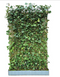 Warentuin Natuurlijk - Hedera Hibernica scherm 120x180 cm Warentuin Natuurlijk