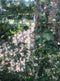 Warentuin Natuurlijk - Hedera Hibernica scherm 120x180 cm Warentuin Natuurlijk
