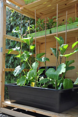 Slim Kweken - 3 stuks! Maxi Container 40 L