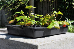 Royal Well - 3 stuks! Container 15 L