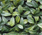 Easydeko - Easydeko Laurier prunus bont - 50x50 cm