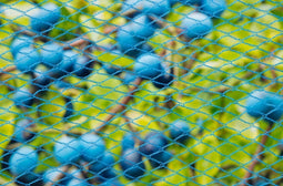 Nature - Tuinnet nano blauw maaswijdte 8x8mm 22 g/m2 5x2m