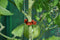 Royal Well - 6 stuks! Tomato Clips / Clips a tomates 20 X