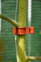 Royal Well - 6 stuks! Tomato Clips / Clips a tomates 20 X