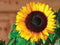 Customize-it - Zonnebloem uitgelicht 70x50cm Tuinschilderij