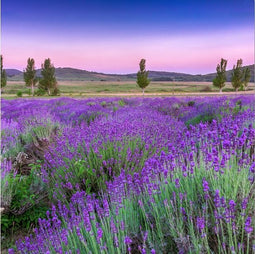 2LIF - Buitenschilderij margot 80 x 80 cm