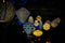 Lumiz - Crown dia. 40 cm Topaze goud lampion